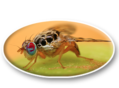Organism PRA